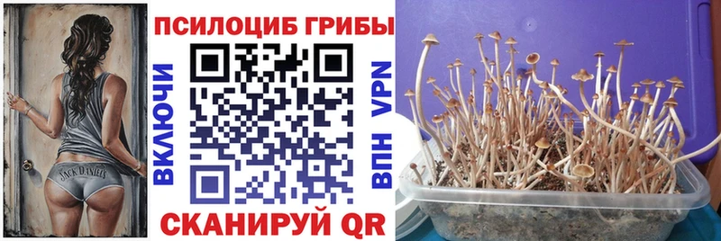 Псилоцибиновые грибы MAGIC MUSHROOMS  закладки  Магадан 